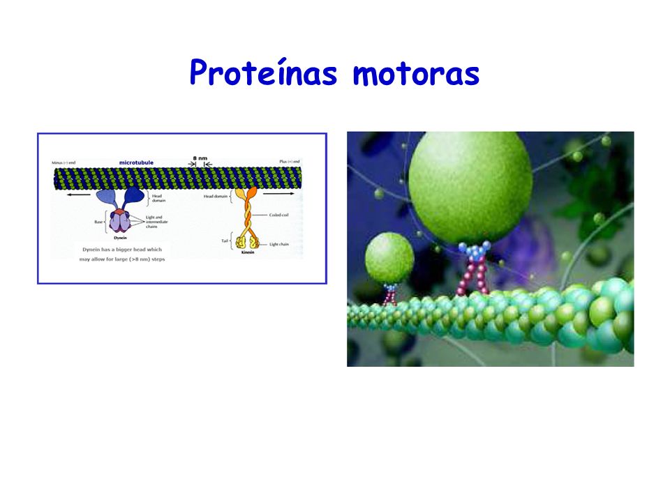 Proteínas motoras