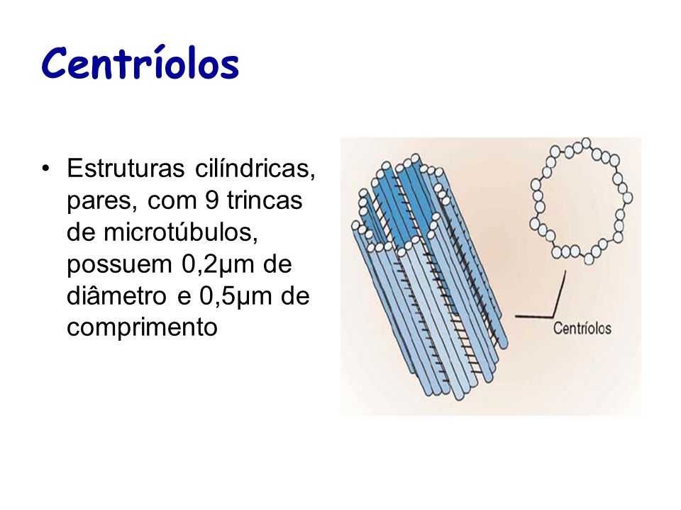 Centríolos Estruturas cilíndricas, pares, com 9 trincas de microtúbulos, possuem 0,2µm de diâmetro e 0,5µm de comprimento.