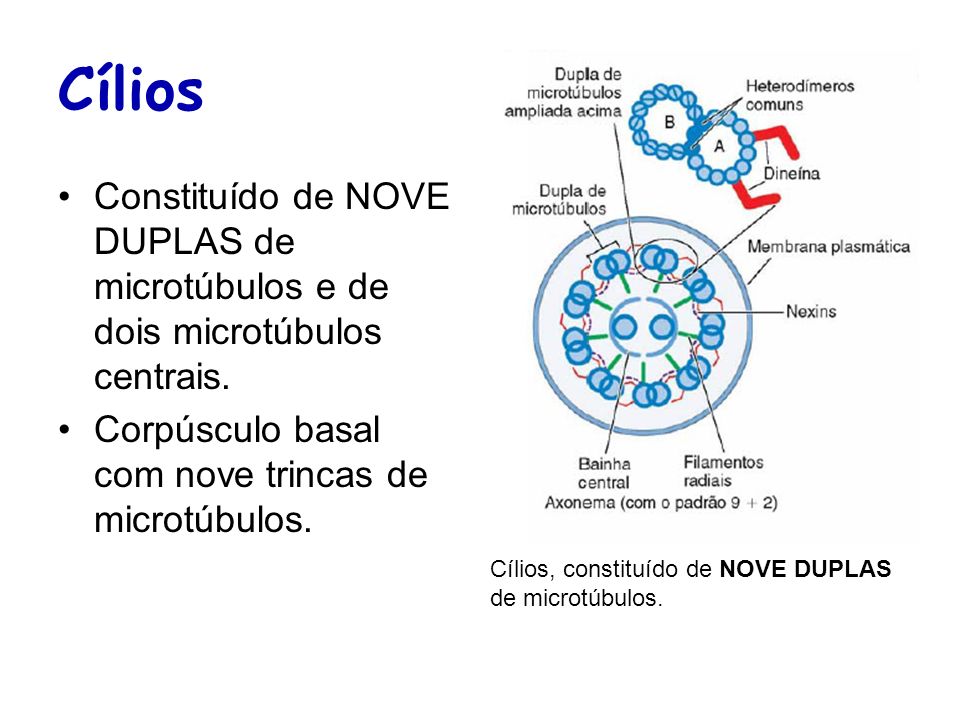 Cílios Constituído de NOVE DUPLAS de microtúbulos e de dois microtúbulos centrais. Corpúsculo basal com nove trincas de microtúbulos.