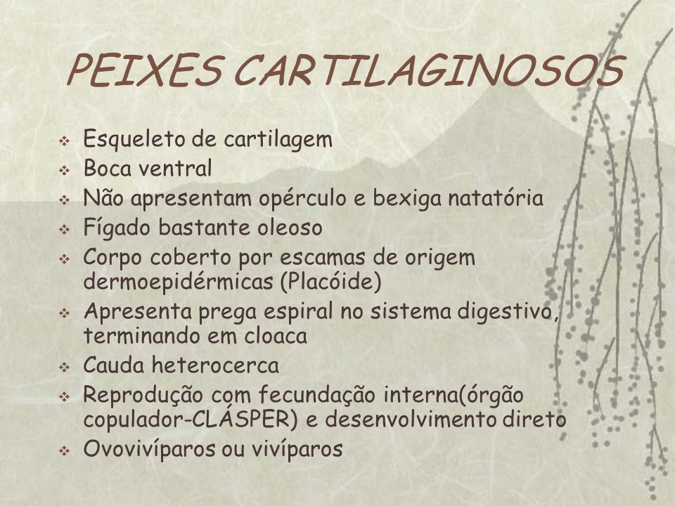 PEIXES CARTILAGINOSOS