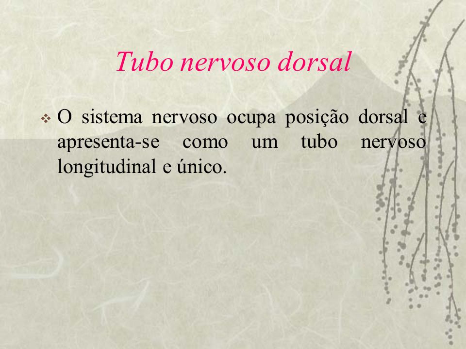Tubo nervoso dorsal O sistema nervoso ocupa posição dorsal e apresenta-se como um tubo nervoso longitudinal e único.
