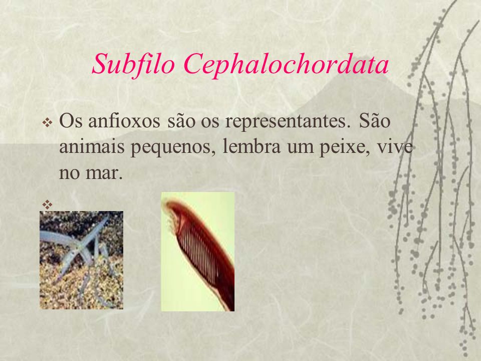 Subfilo Cephalochordata