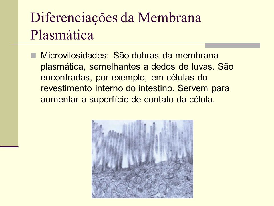 Diferenciações da Membrana Plasmática