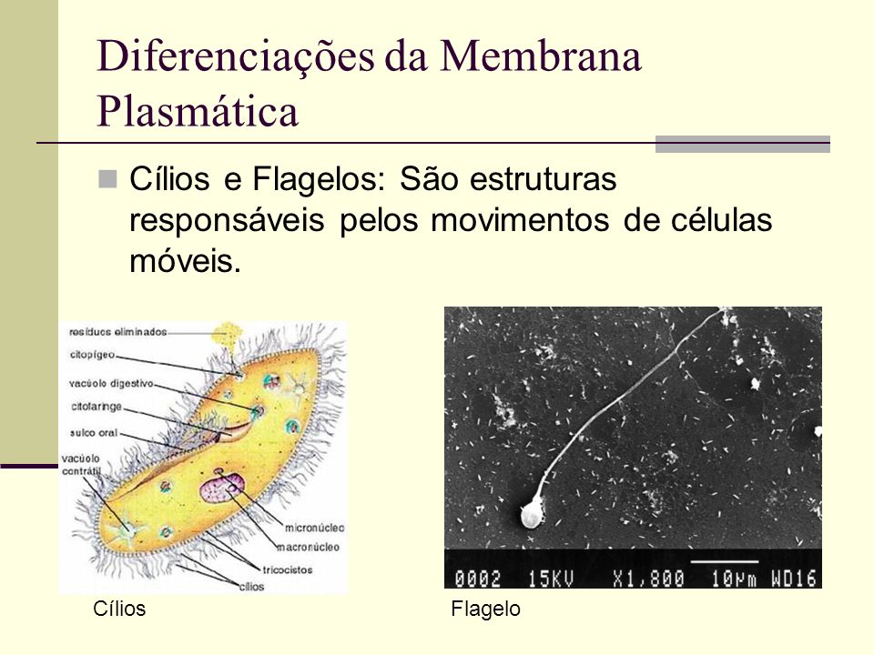 Diferenciações da Membrana Plasmática