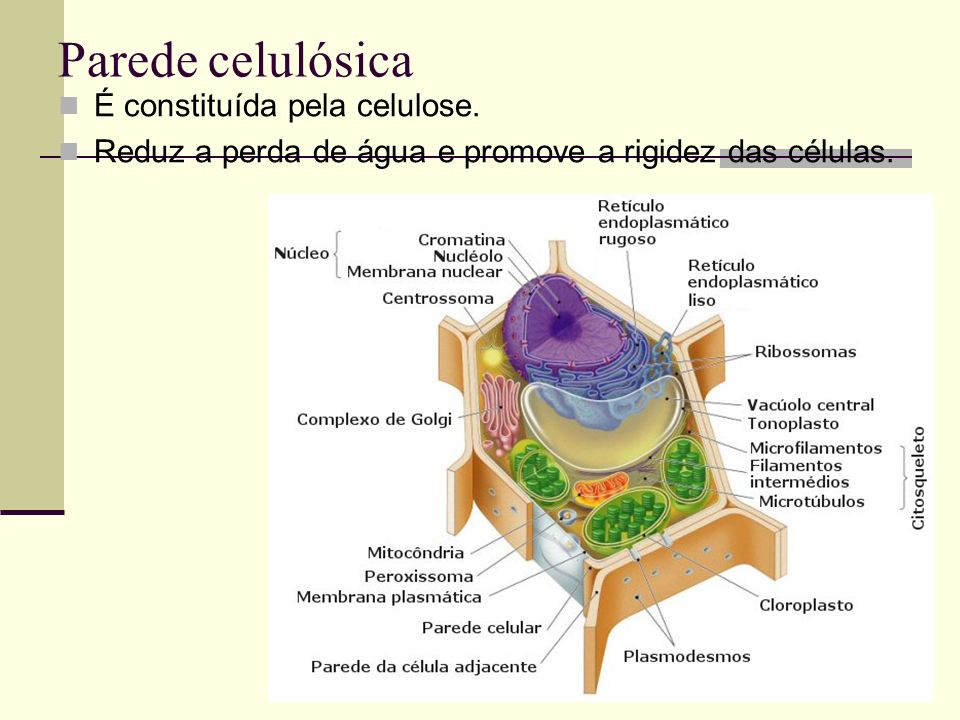 Parede celulósica É constituída pela celulose.