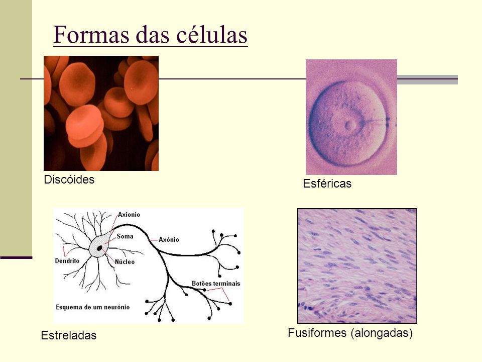 Formas das células Discóides Esféricas Fusiformes (alongadas)