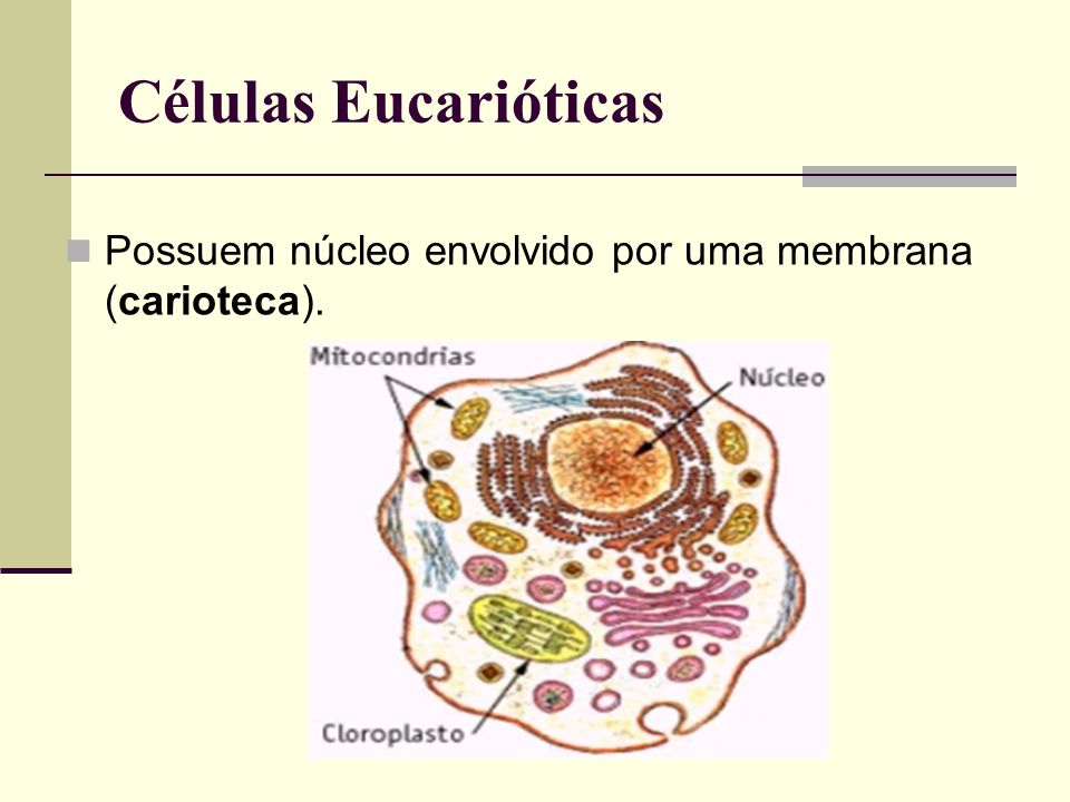 Células Eucarióticas Possuem núcleo envolvido por uma membrana (carioteca).
