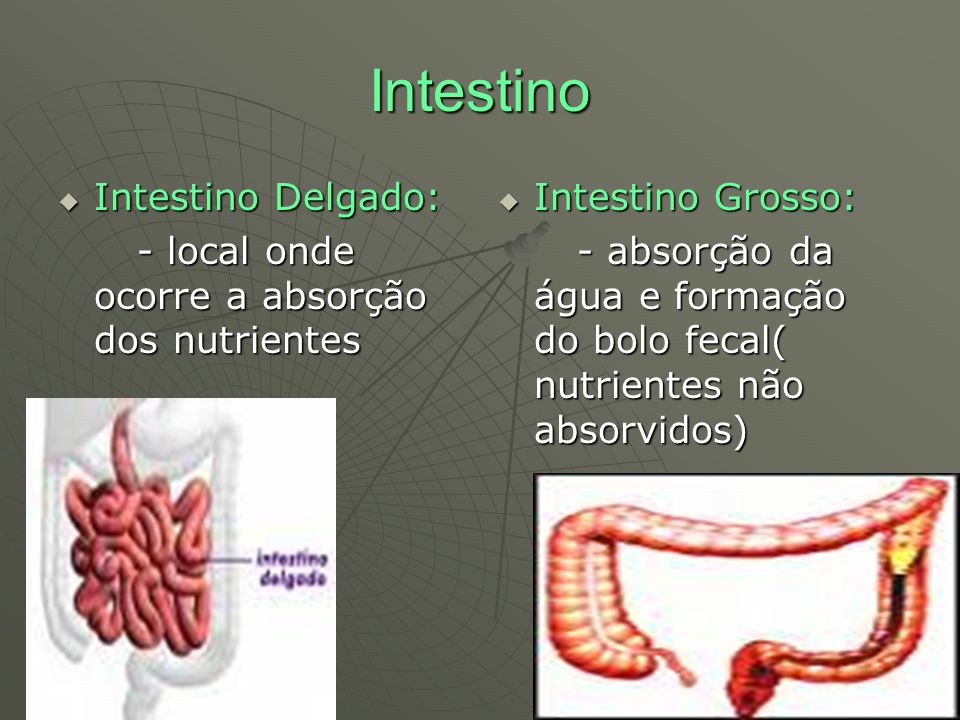 Intestino Intestino Delgado: