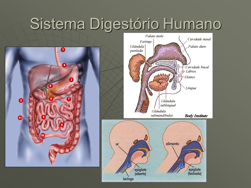 Sistema Digestório Humano
