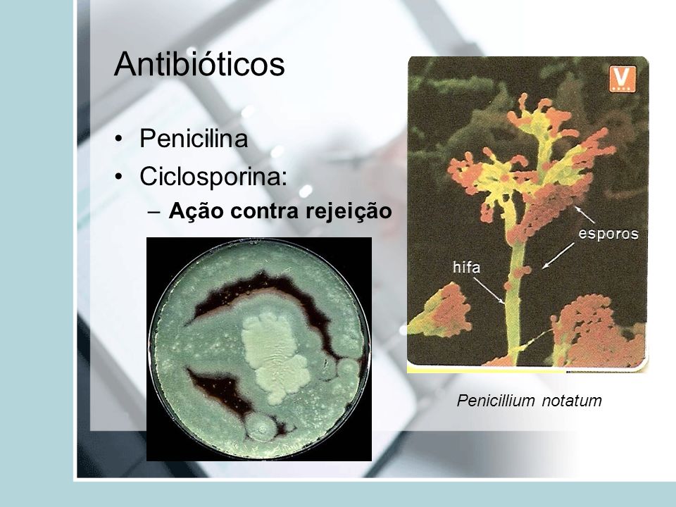 Antibióticos Penicilina Ciclosporina: Ação contra rejeição