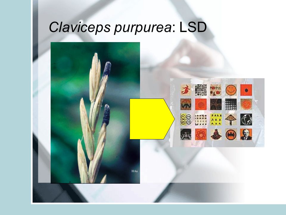 Claviceps purpurea: LSD