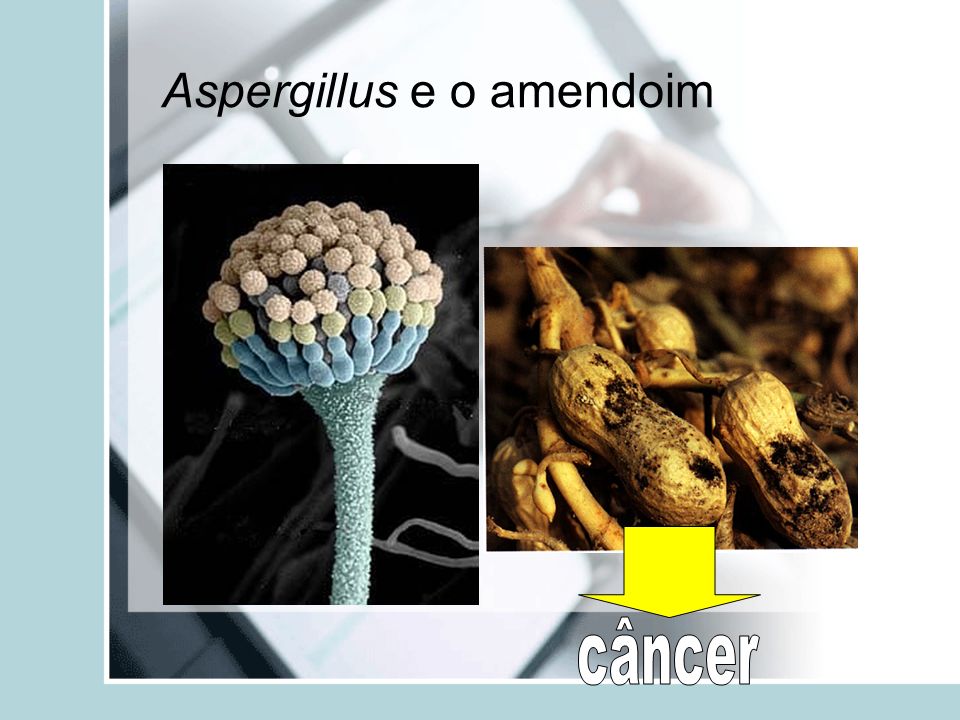 Aspergillus e o amendoim