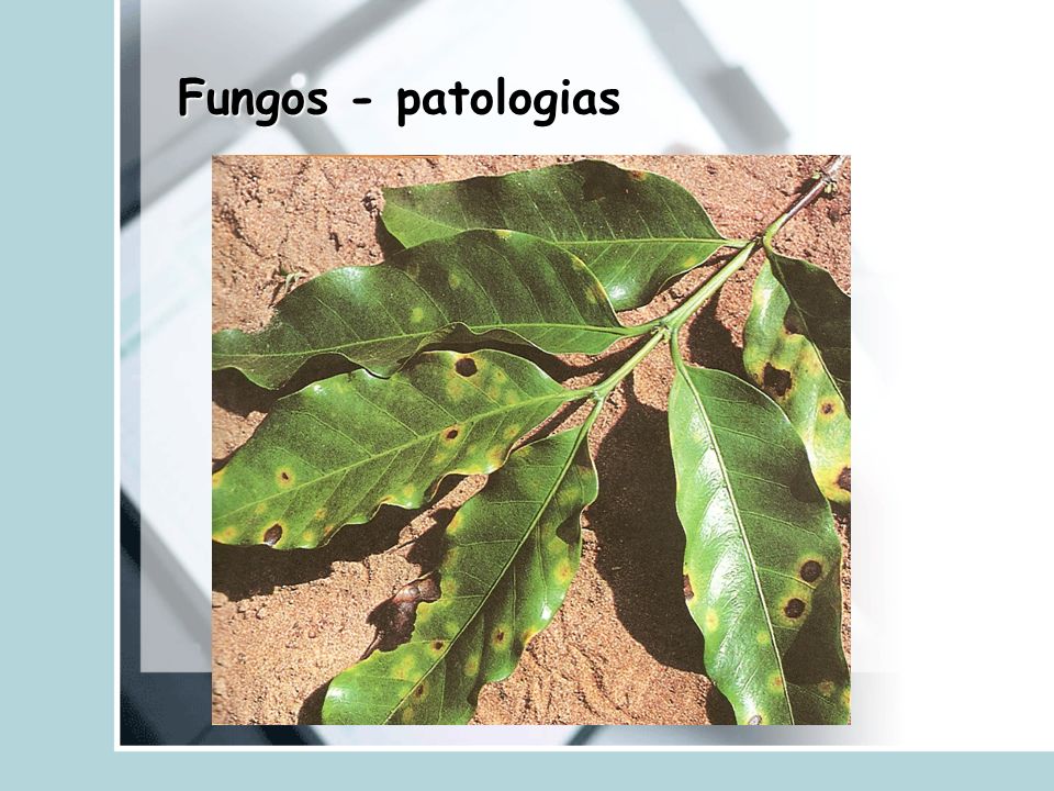 Fungos - patologias