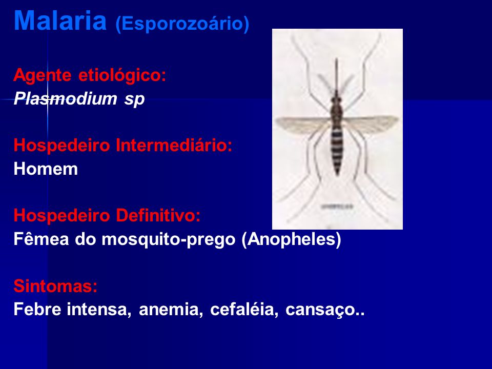 Malaria (Esporozoário)