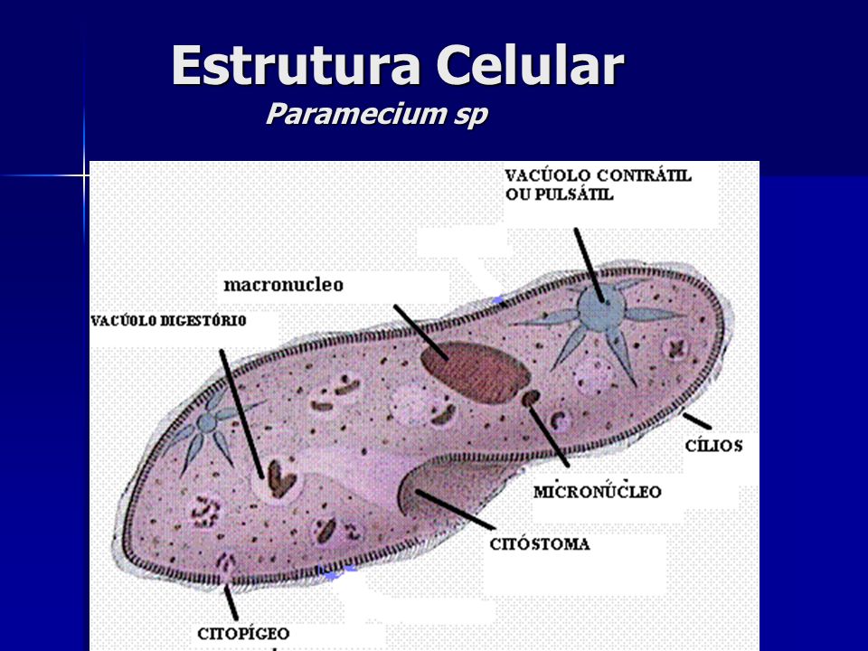 Estrutura Celular Paramecium sp