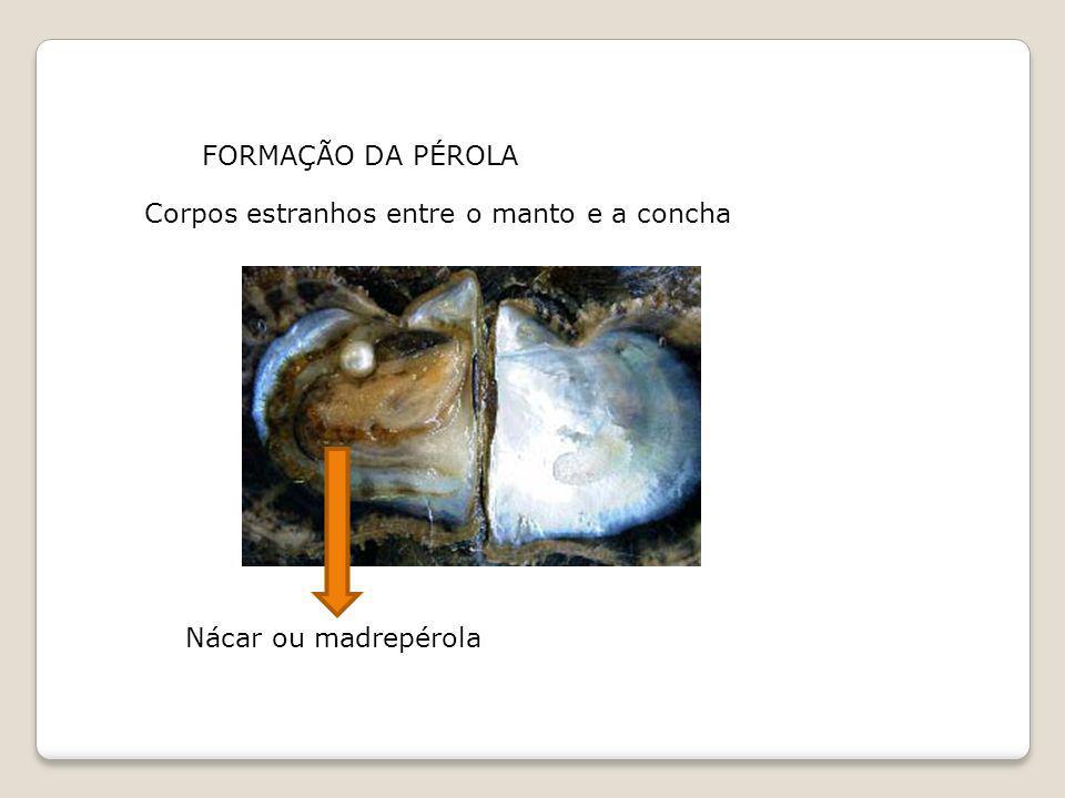 FORMAÇÃO DA PÉROLA Corpos estranhos entre o manto e a concha Nácar ou madrepérola
