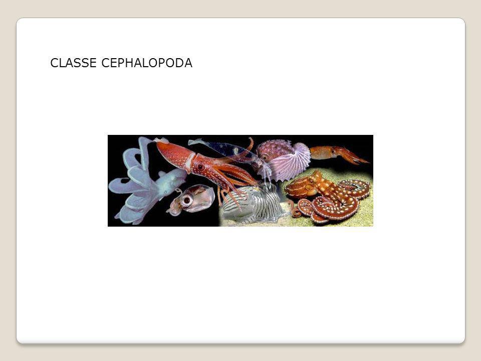 CLASSE CEPHALOPODA