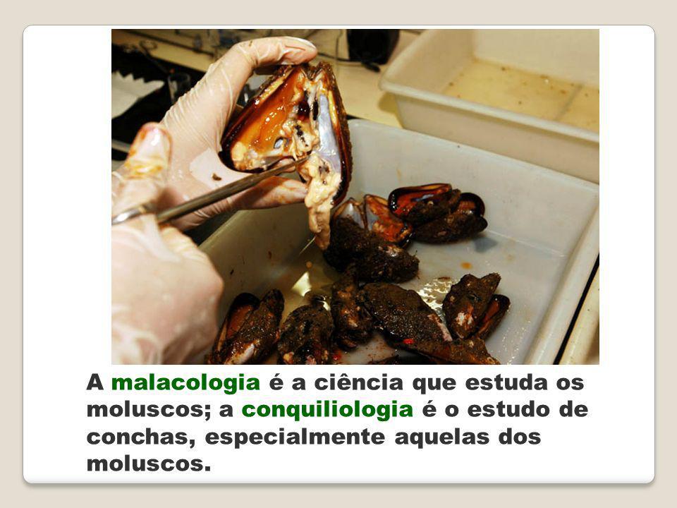A malacologia é a ciência que estuda os moluscos; a conquiliologia é o estudo de conchas, especialmente aquelas dos moluscos.