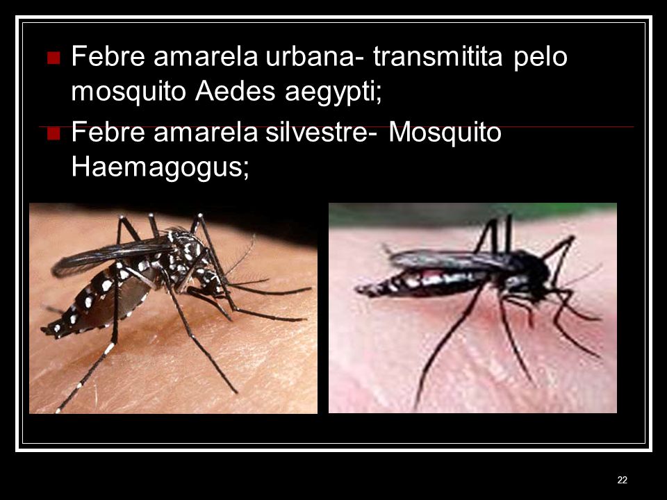Febre amarela urbana- transmitita pelo mosquito Aedes aegypti;