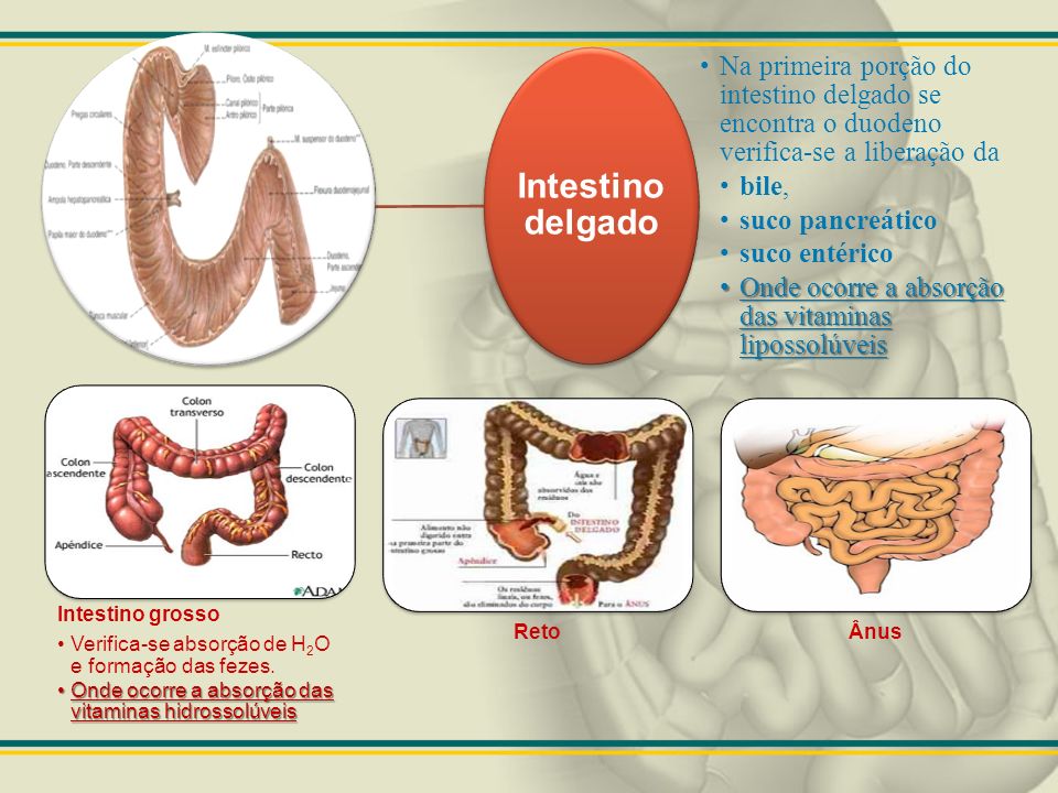 Intestino delgado Na primeira porção do intestino delgado se encontra o duodeno verifica-se a liberação da.