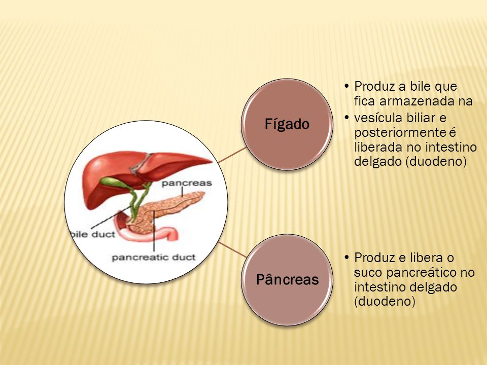 Fígado Produz a bile que fica armazenada na. vesícula biliar e posteriormente é liberada no intestino delgado (duodeno)