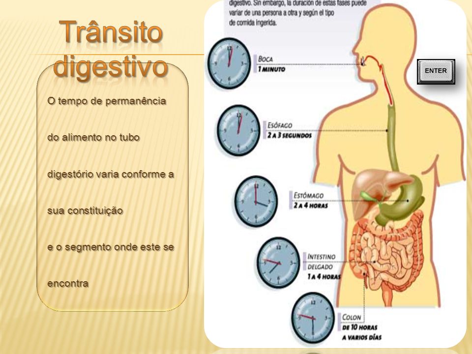 Trânsito digestivo O tempo de permanência do alimento no tubo digestório varia conforme a sua constituição e o segmento onde este se encontra.
