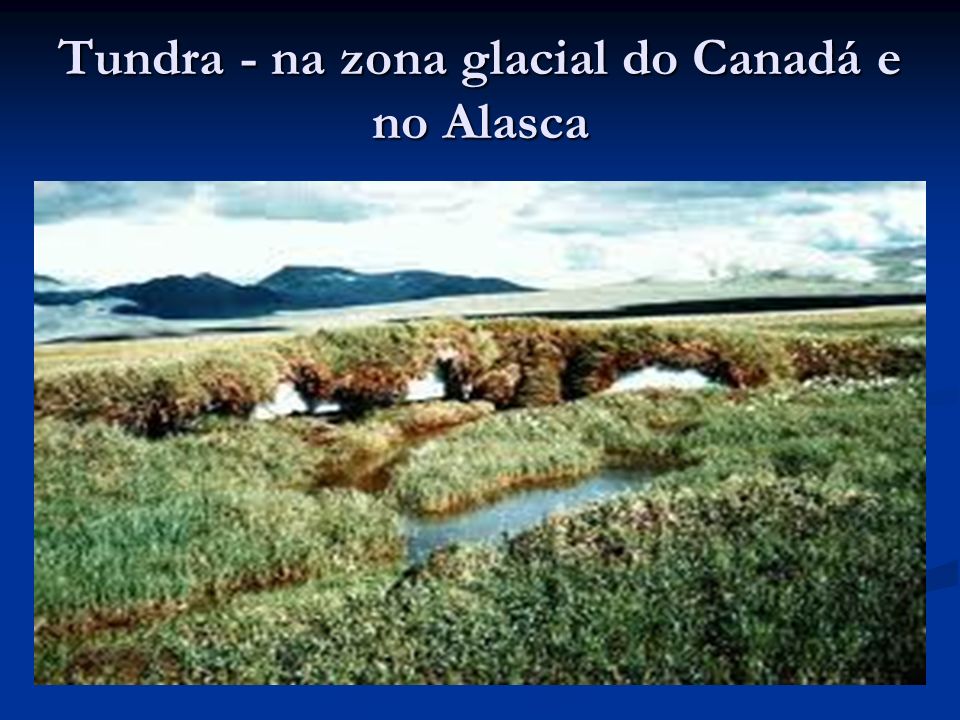 Tundra - na zona glacial do Canadá e no Alasca