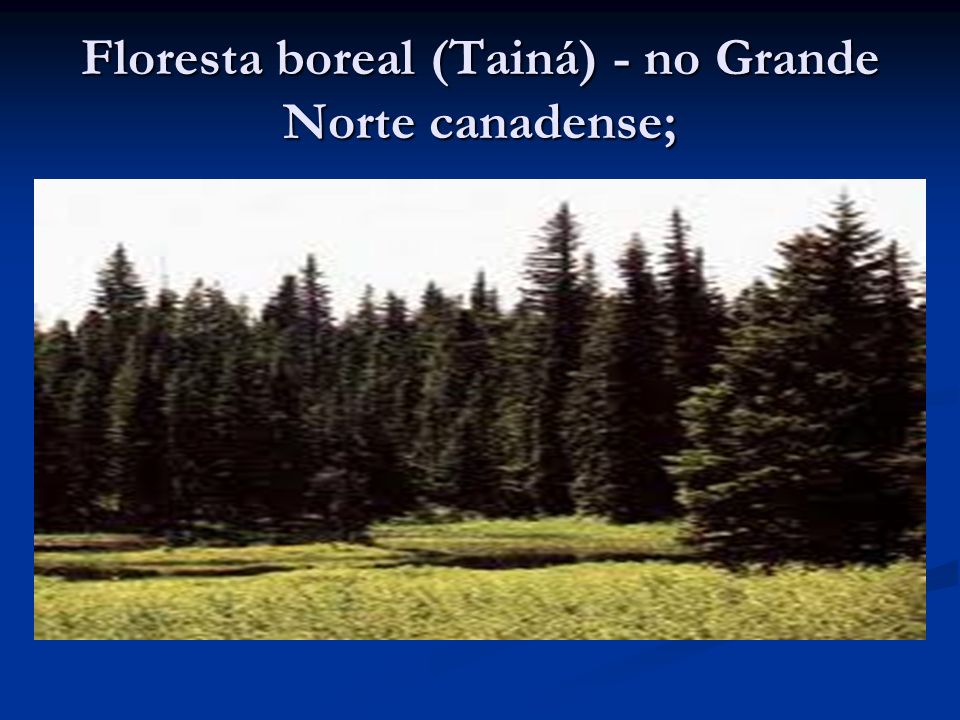 Floresta boreal (Tainá) - no Grande Norte canadense;