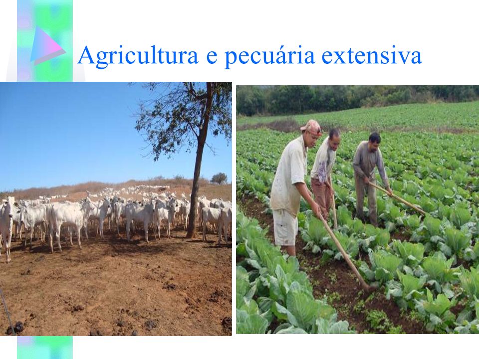 Agricultura e pecuária extensiva