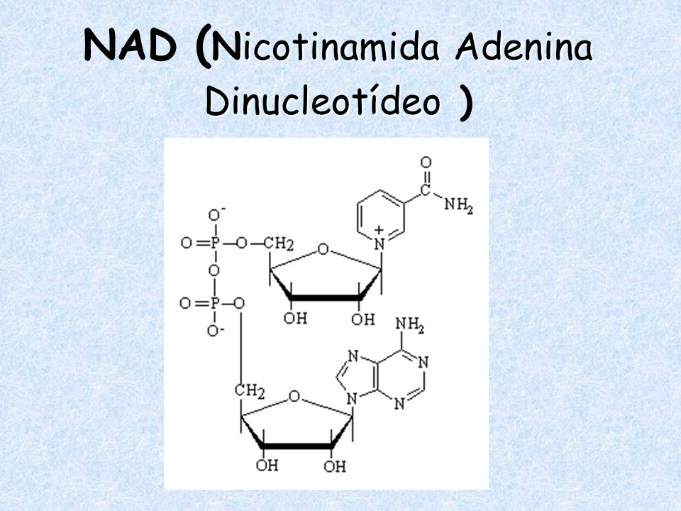 NAD (Nicotinamida Adenina Dinucleotídeo )