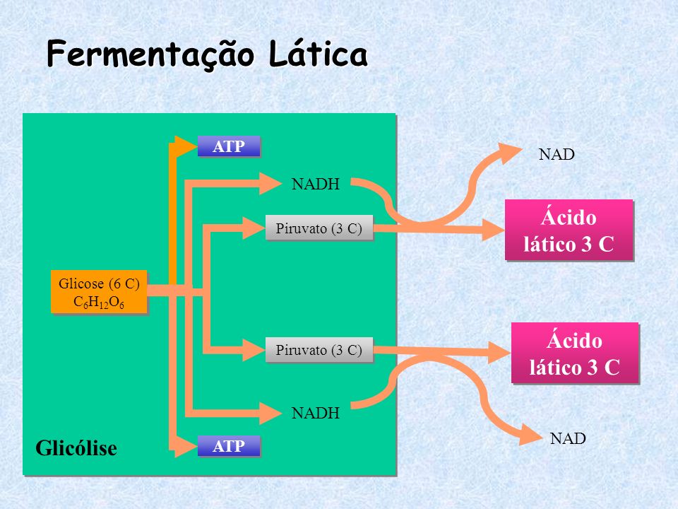 Fermentação Lática Ácido lático 3 C Glicólise NADH NAD ATP