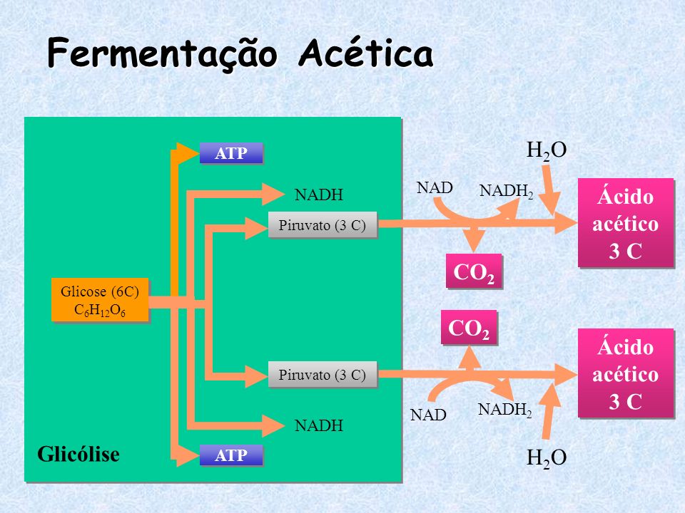 Fermentação Acética CO2 Ácido acético 3 C Glicólise H2O NADH2 NAD NADH