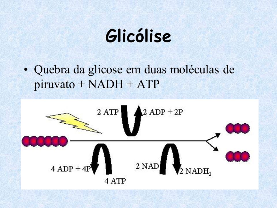 Glicólise Quebra da glicose em duas moléculas de piruvato + NADH + ATP