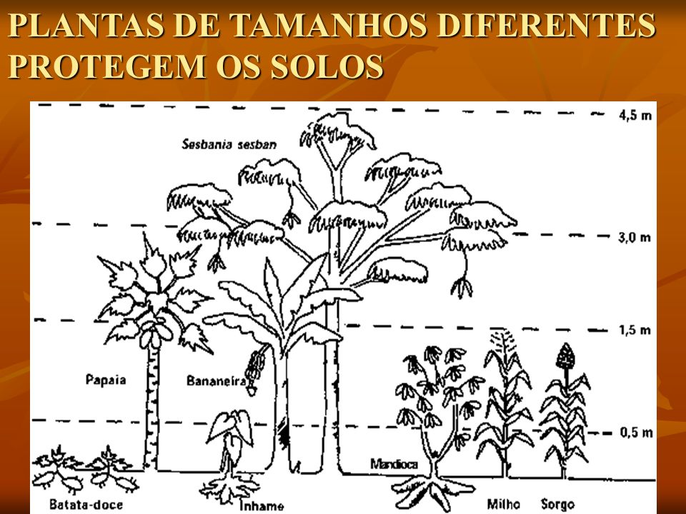 PLANTAS DE TAMANHOS DIFERENTES