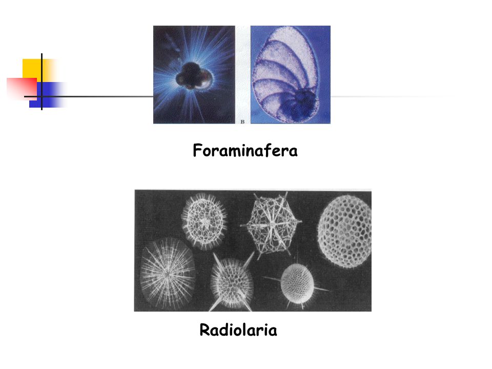 Foraminafera Radiolaria