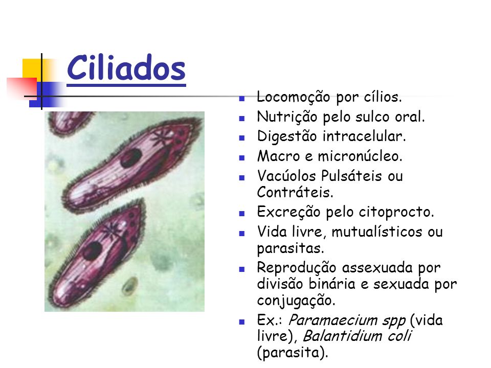Ciliados Locomoção por cílios. Nutrição pelo sulco oral.