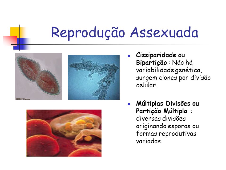 Reprodução Assexuada Cissiparidade ou Bipartição : Não há variabilidade genética, surgem clones por divisão celular.