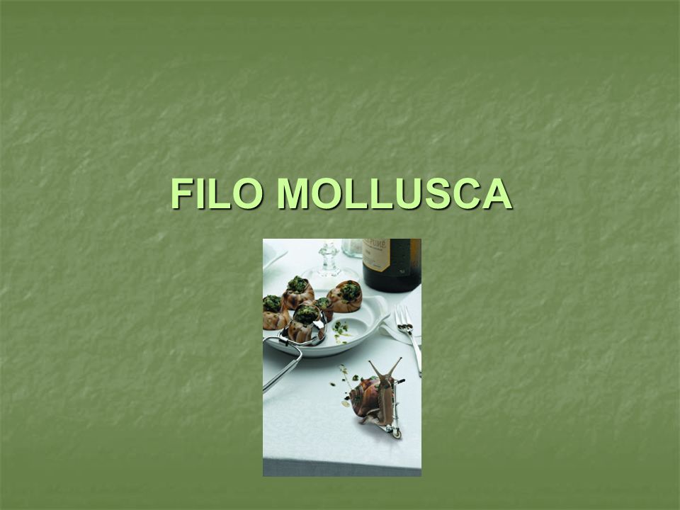 FILO MOLLUSCA