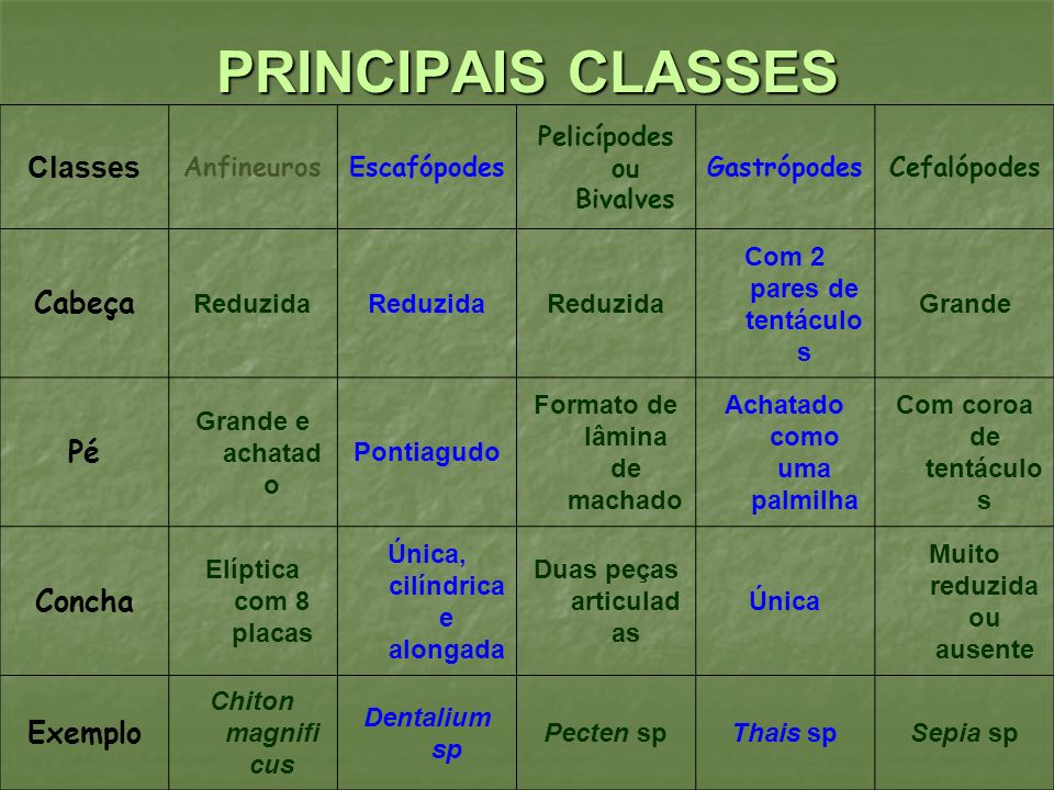 PRINCIPAIS CLASSES Classes Cabeça Pé Concha Exemplo Anfineuros