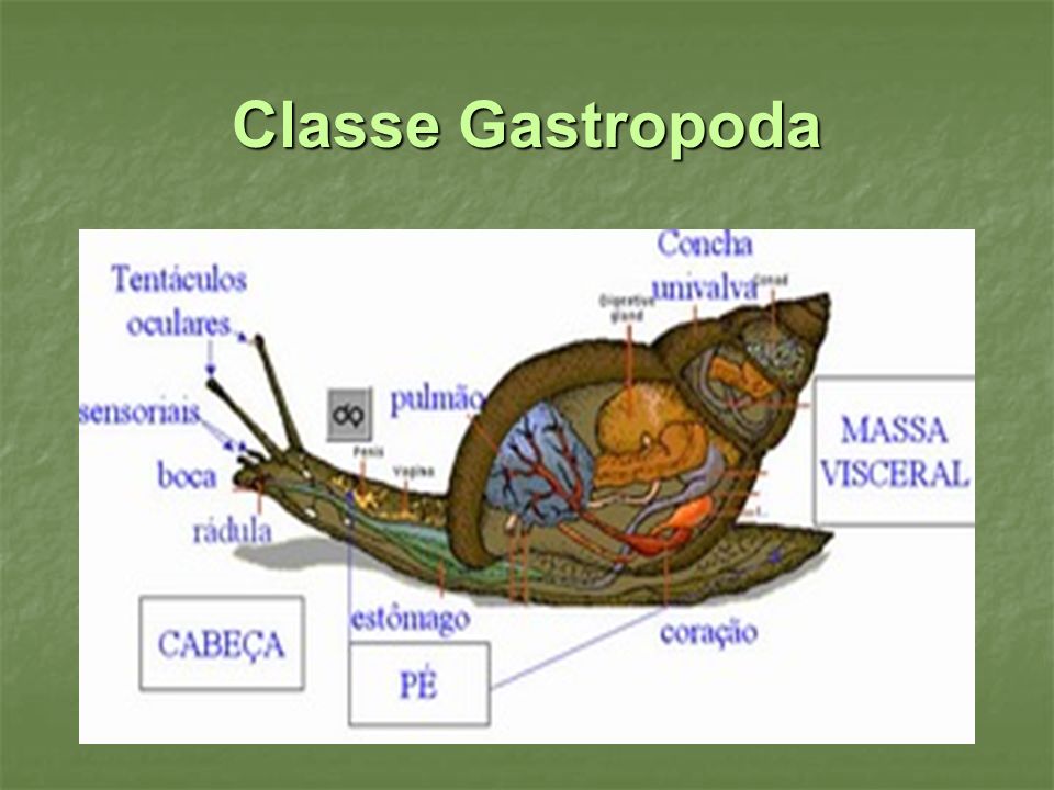Classe Gastropoda