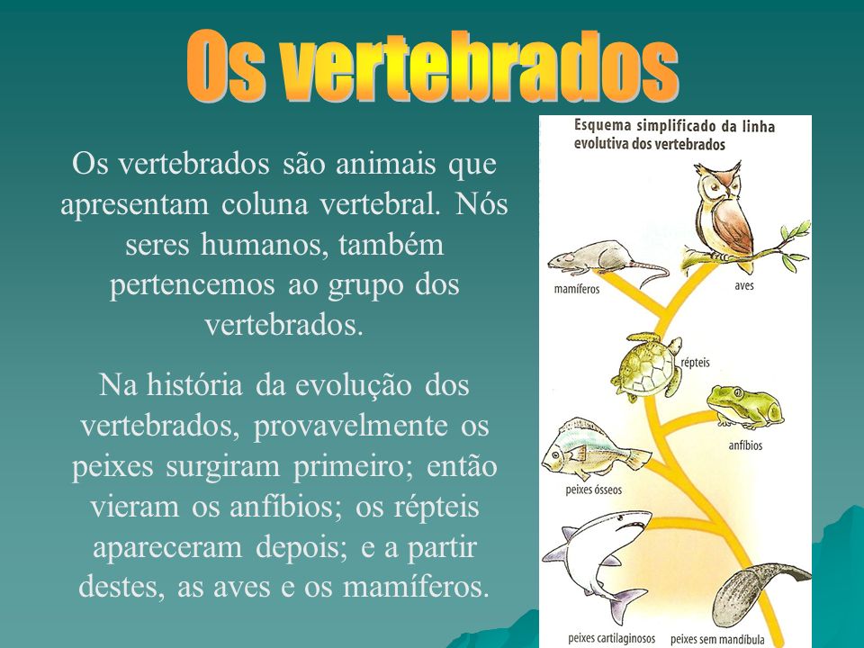 Os vertebrados Os vertebrados são animais que apresentam coluna vertebral. Nós seres humanos, também pertencemos ao grupo dos vertebrados.