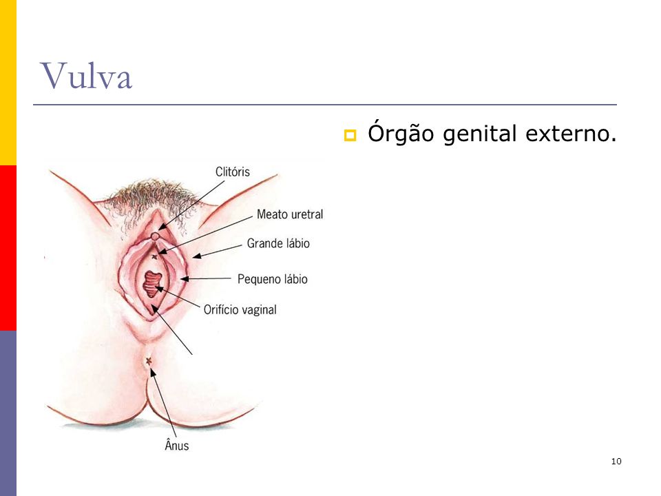 Vulva Órgão genital externo.