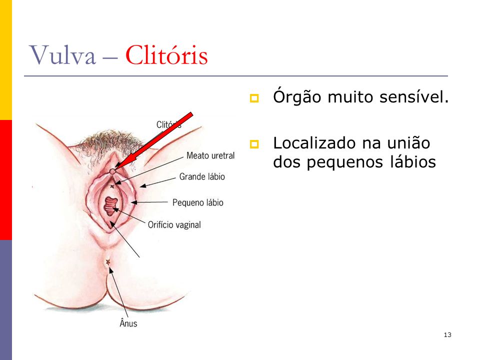 Vulva – Clitóris Órgão muito sensível.