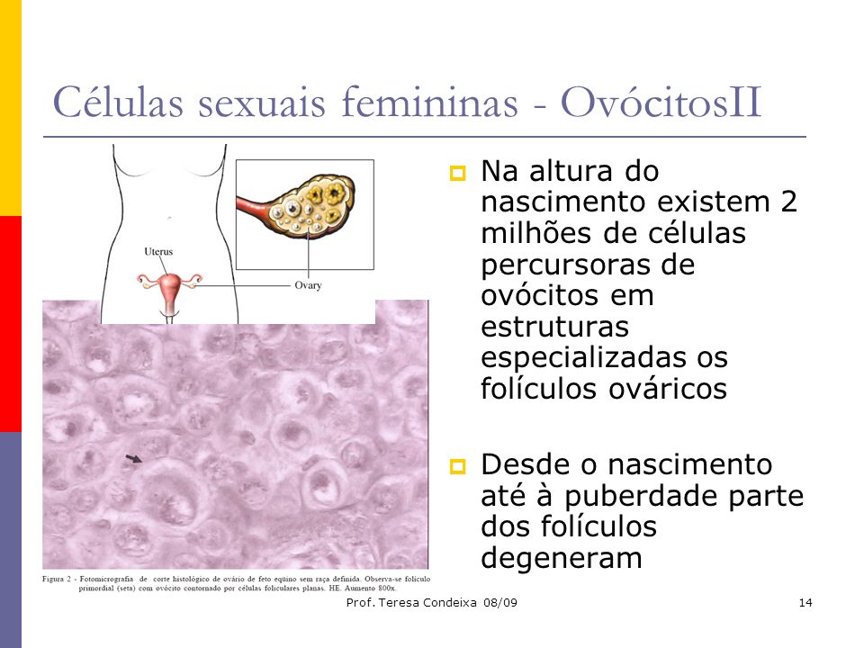 Células sexuais femininas - OvócitosII