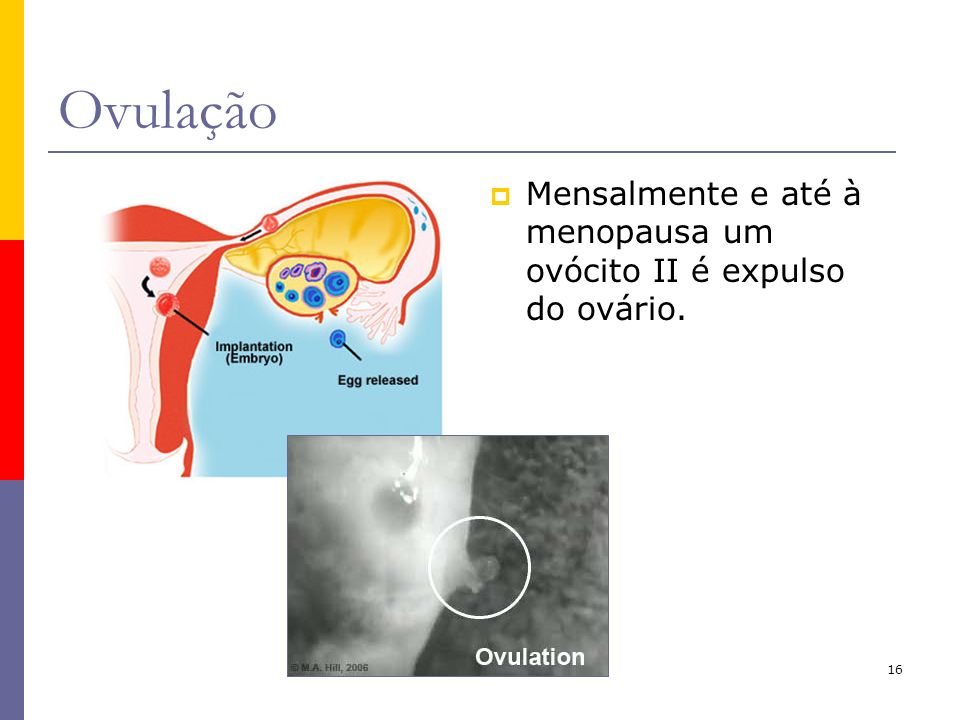 Ovulação Mensalmente e até à menopausa um ovócito II é expulso do ovário.