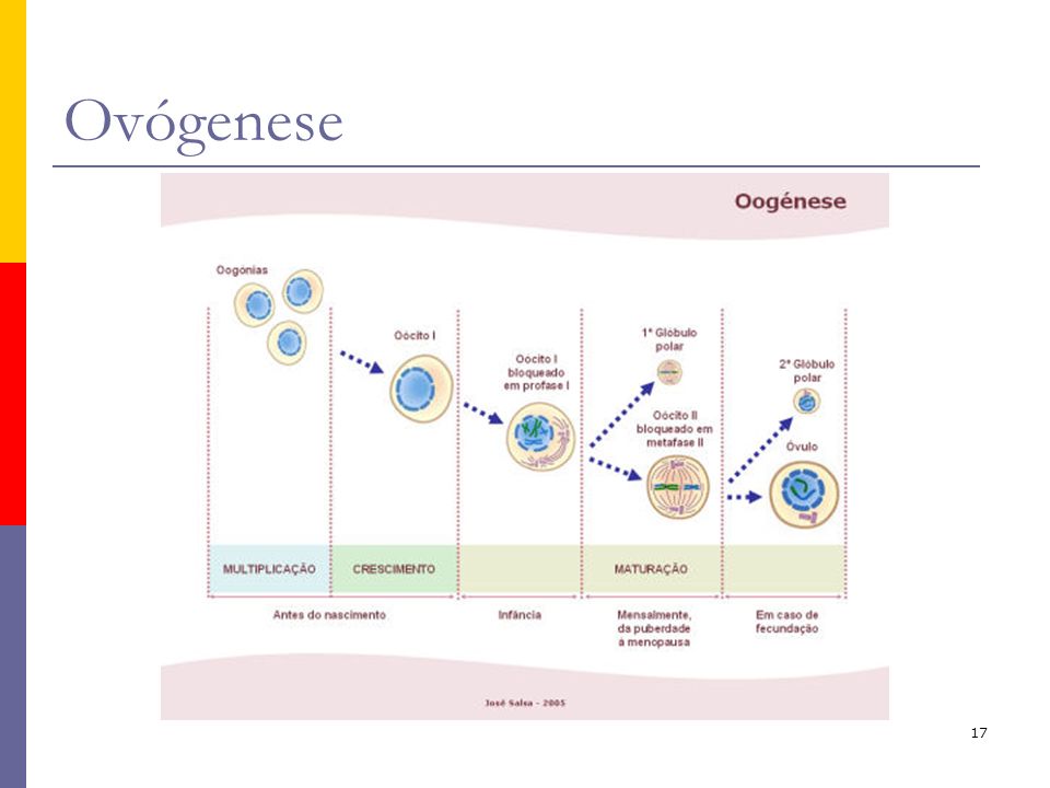 Ovógenese O processo de formação de gãmetas femininos – oogénese ou ovógenese – não é contínuo. Pode considerar-se três fases: