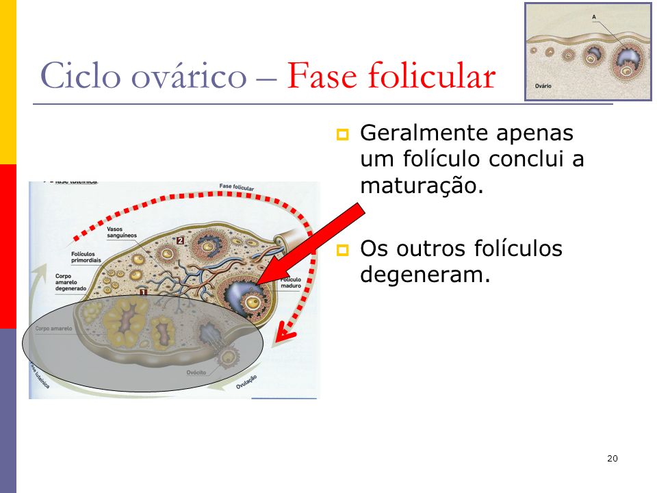 Ciclo ovárico – Fase folicular
