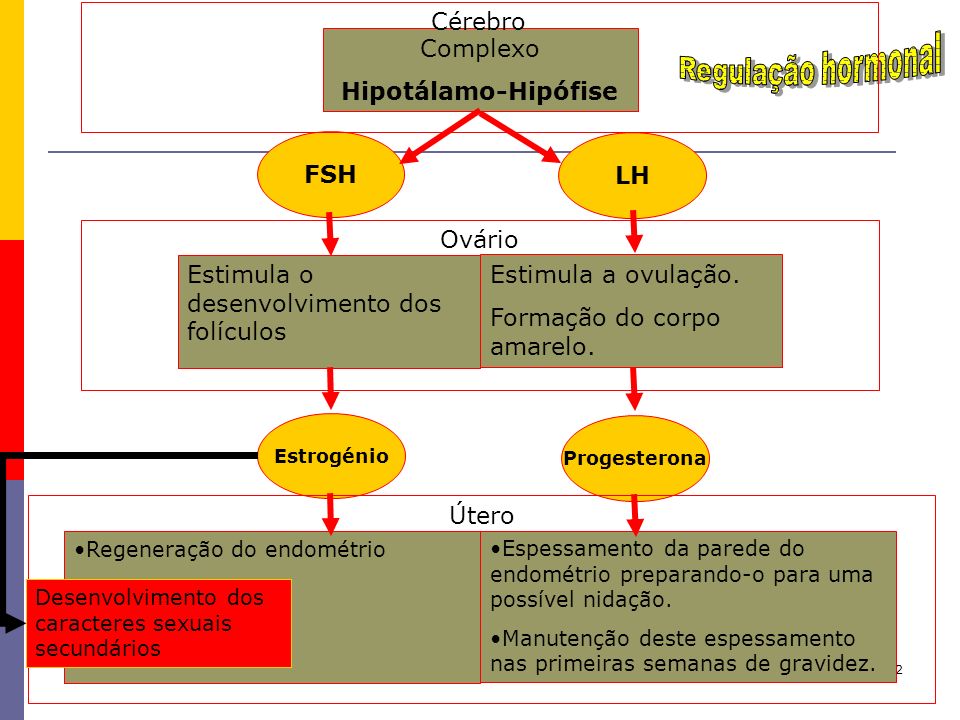 Regulação hormonal Cérebro Complexo Hipotálamo-Hipófise FSH LH Ovário