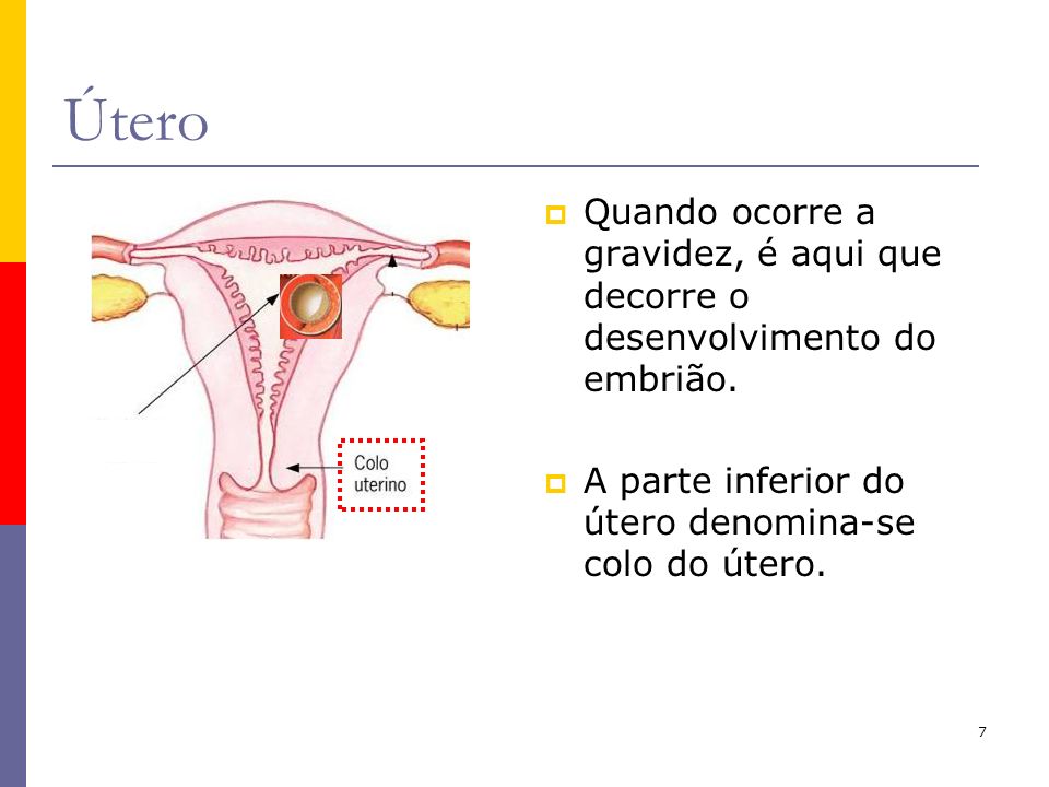 Útero Quando ocorre a gravidez, é aqui que decorre o desenvolvimento do embrião.