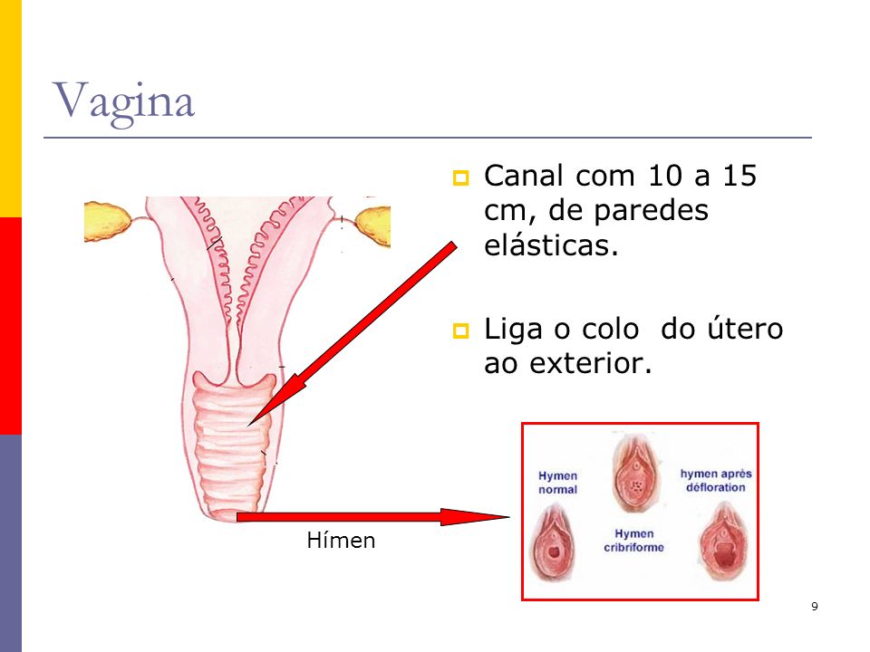 Vagina Canal com 10 a 15 cm, de paredes elásticas.
